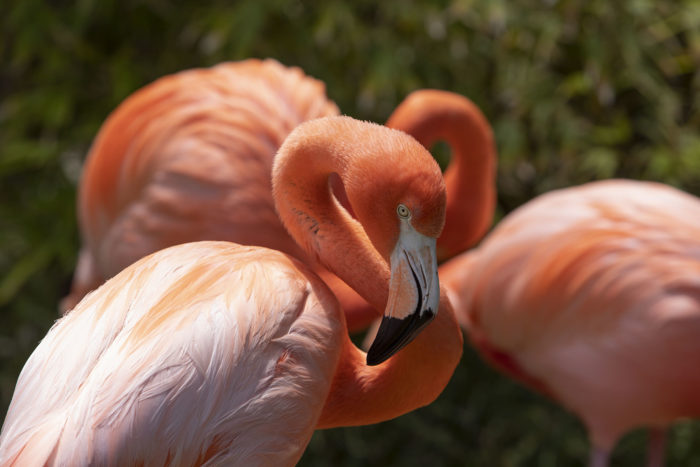 San Diego Zoo flamingo