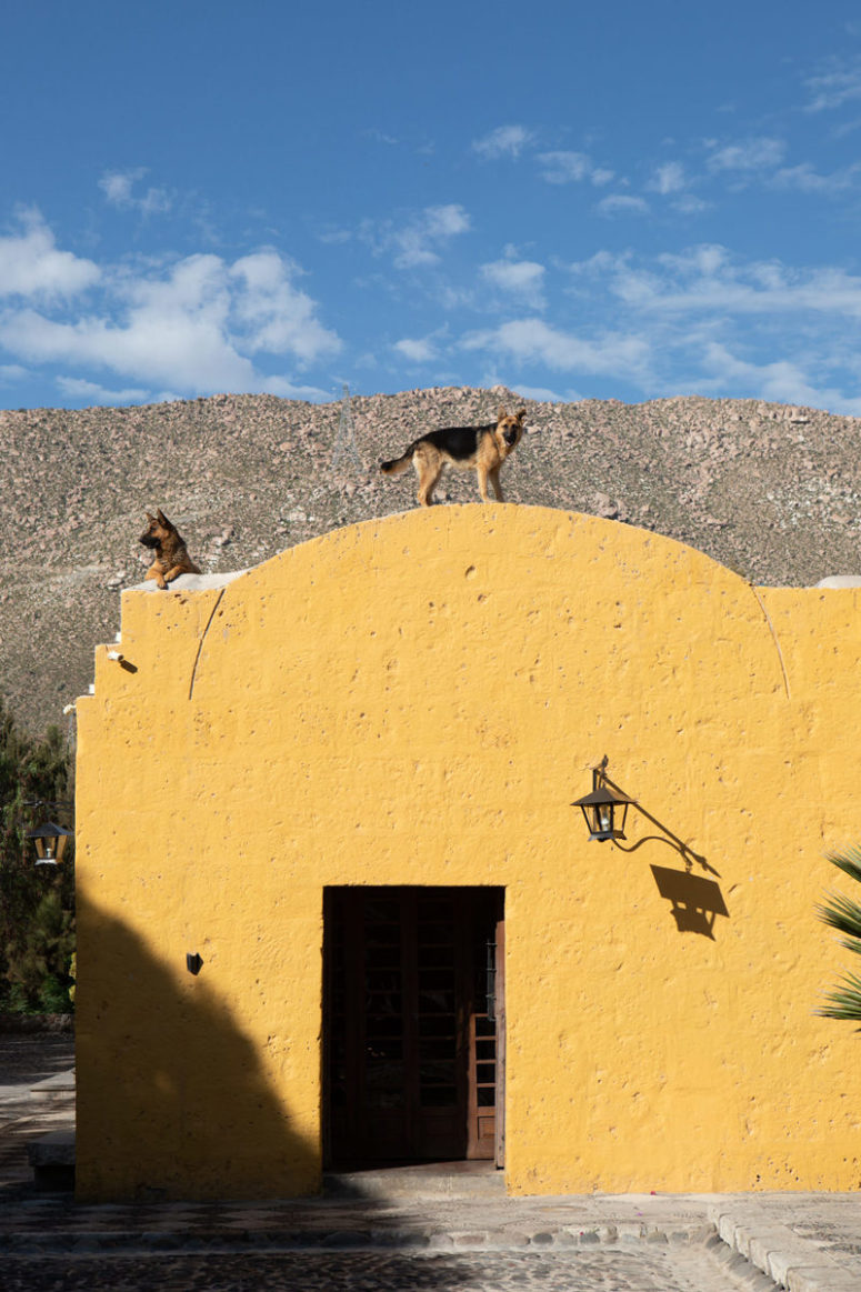 Two dogs of roof of Two dogs keep an eye on visitors to La Mansión del Fundador near Arequipa, Peru.