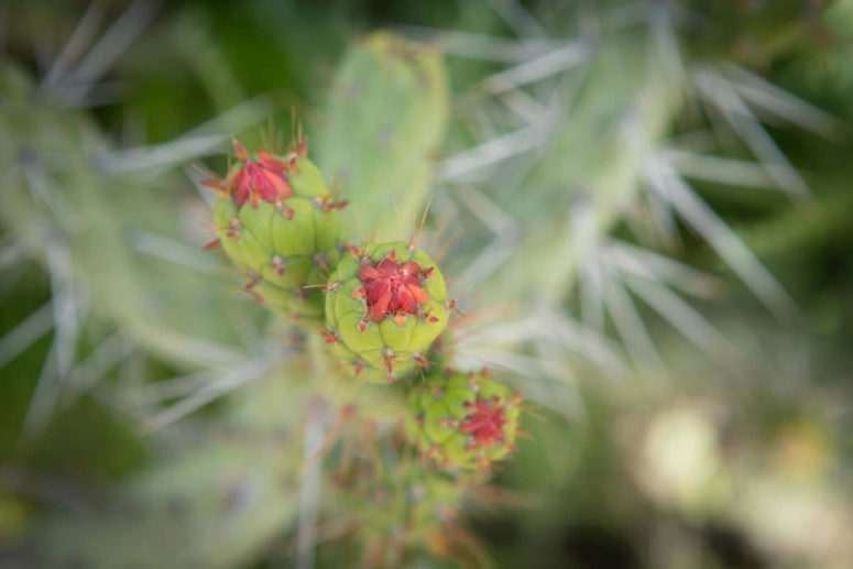 A cactus waits for the morning sun near Colca Canyon, Peru.