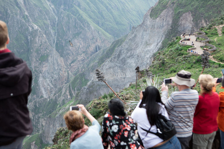 Andean condor above Colca Canyon