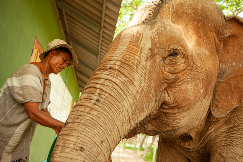 travel photography thailand elephant