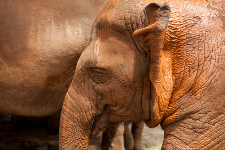 travel photography thailand elephants