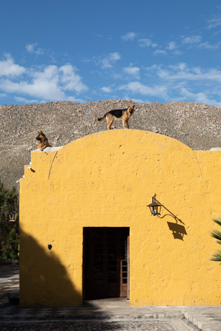 dog on roof in Peru