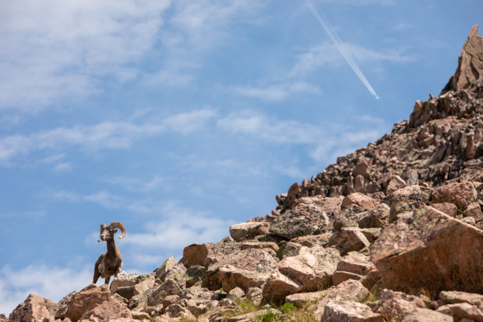 big horn sheep on rocks with blue sky