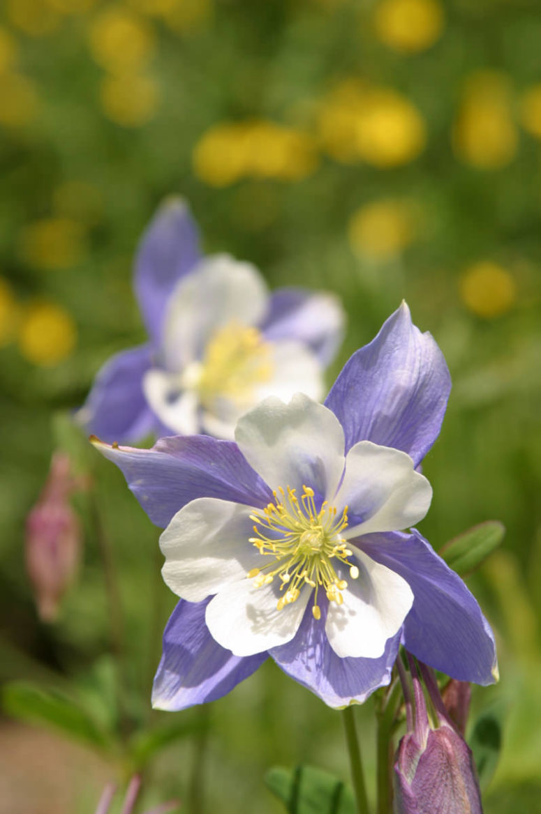 columbine flower