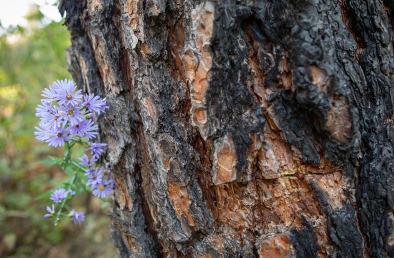 A wildflower grows against a burned tree