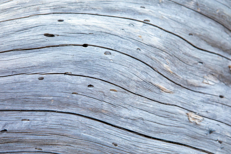 A grey log with weathered lines