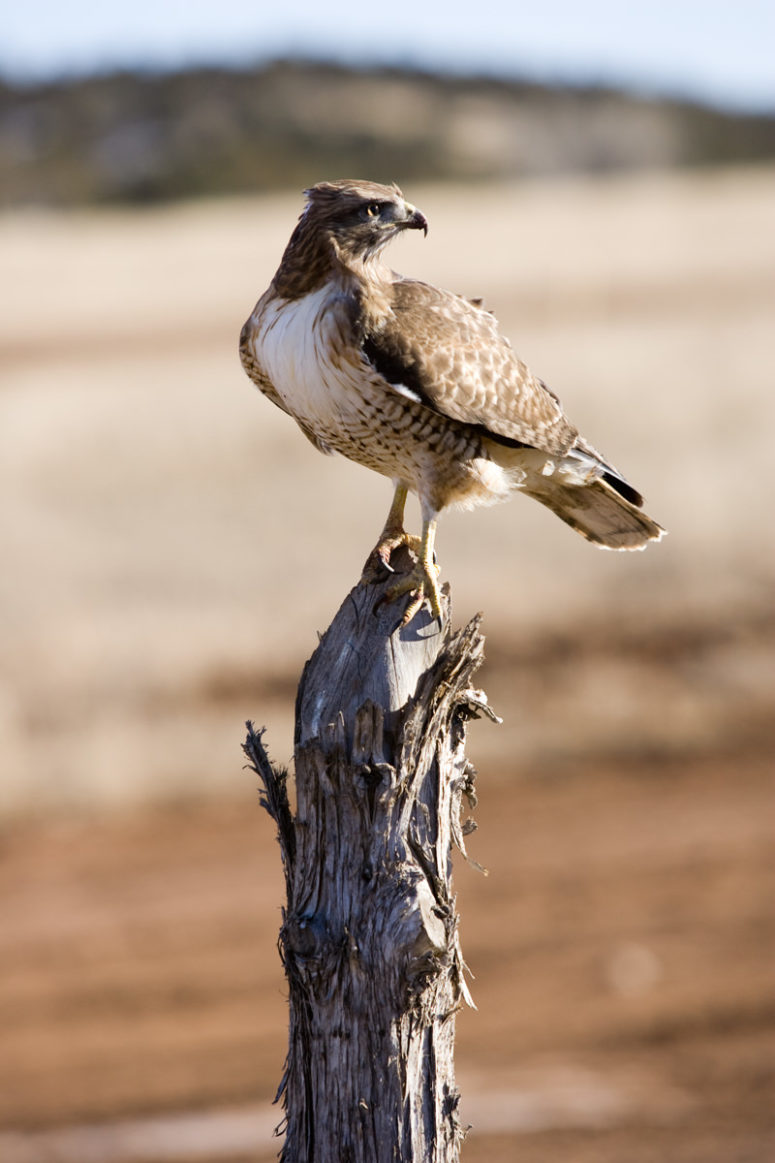 hawk on post