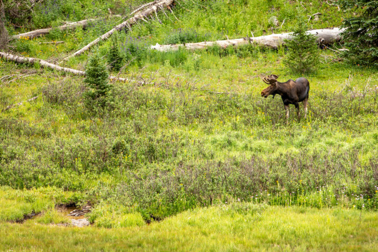 moose in green field